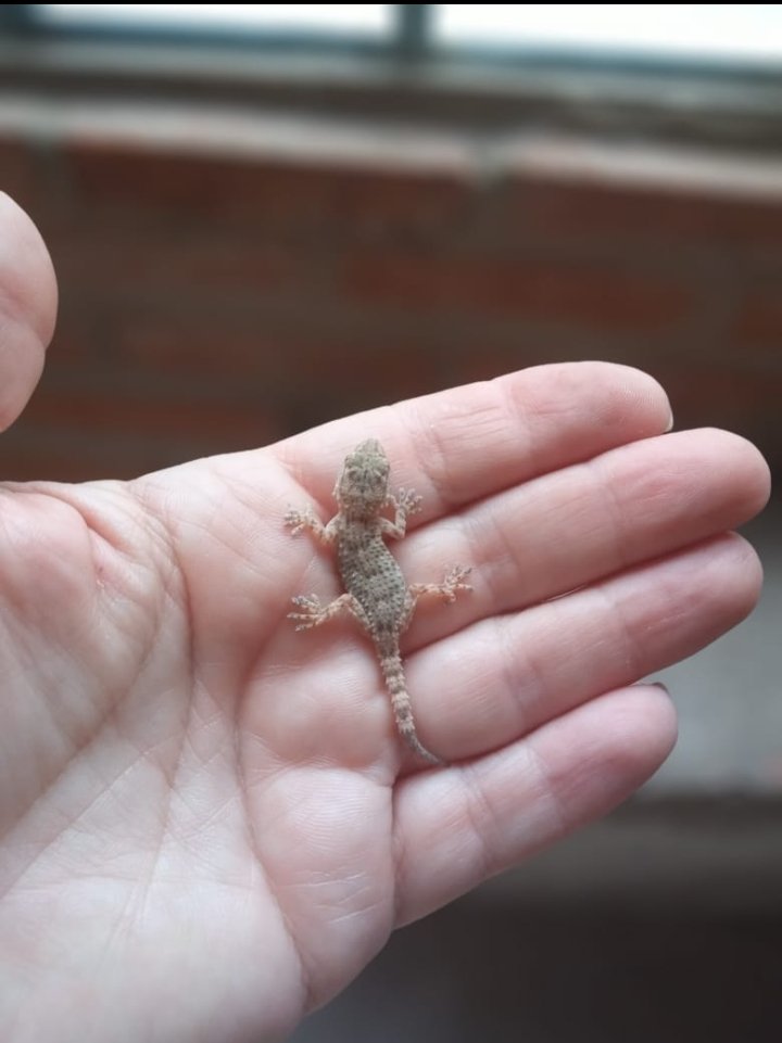 EmmaPilluela's tweet photo. Te quiero, lagartijita 🦎 https://t.co/XVStHJCMjl