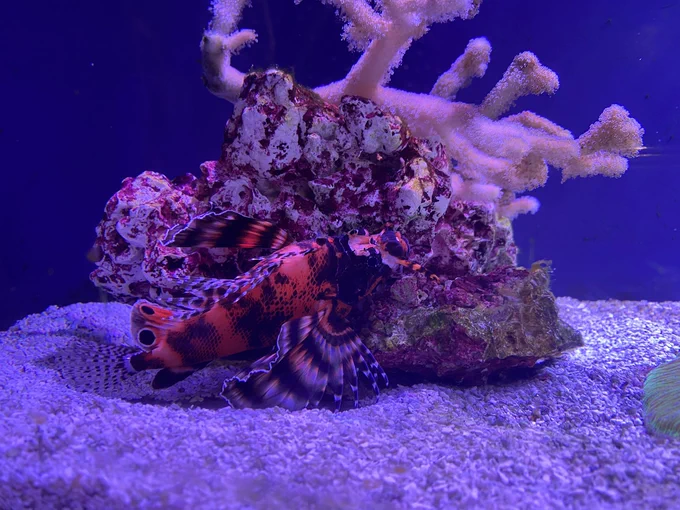 Aquarium friends 