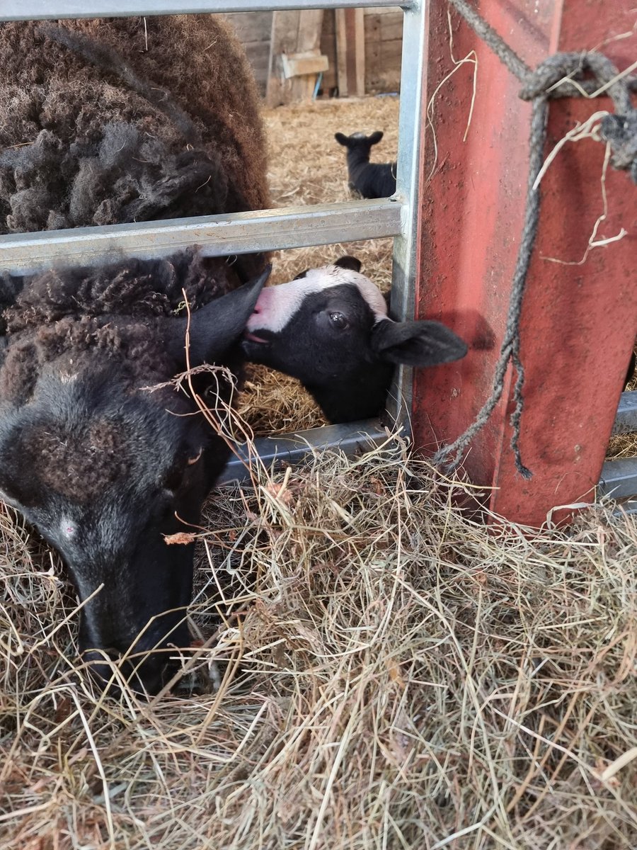 nightmarehill24's tweet photo. Pssst mum, mum, MUUUUM!!! Day in the life of the lambies, snitches get stitches Poppy Seed! #sheep #sheepoftwitter @dailysheep1 https://t.co/CZ1Sa1NZGA