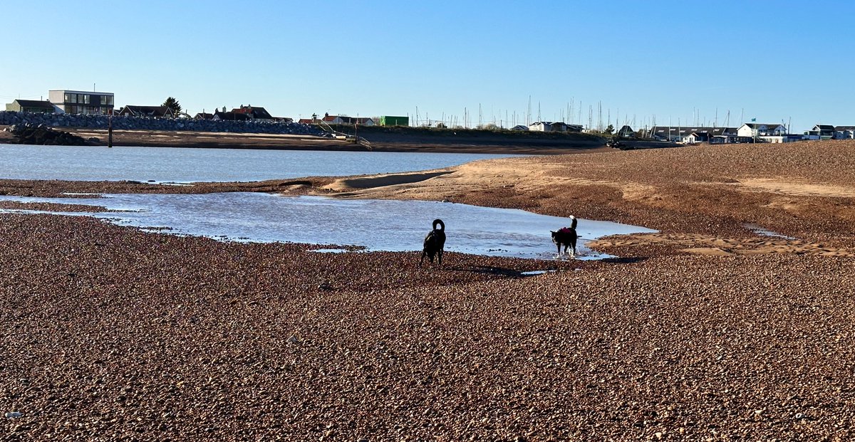 #dogsonfieldwork providing a handy scale for these fantastic sandy bedforms on the gravel beach/ebb delta at the #debeninlet #suffolkcoast 😍 #coastalscience #coastalresearch