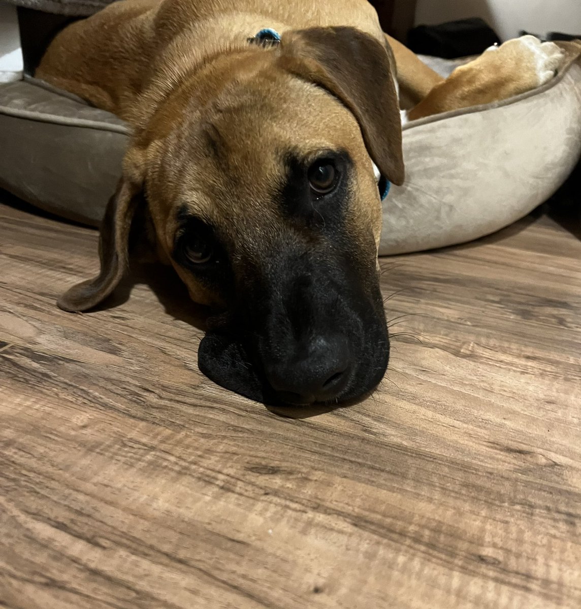 The news today is garbage so here is a photo of my puppy’s lip-puddle.