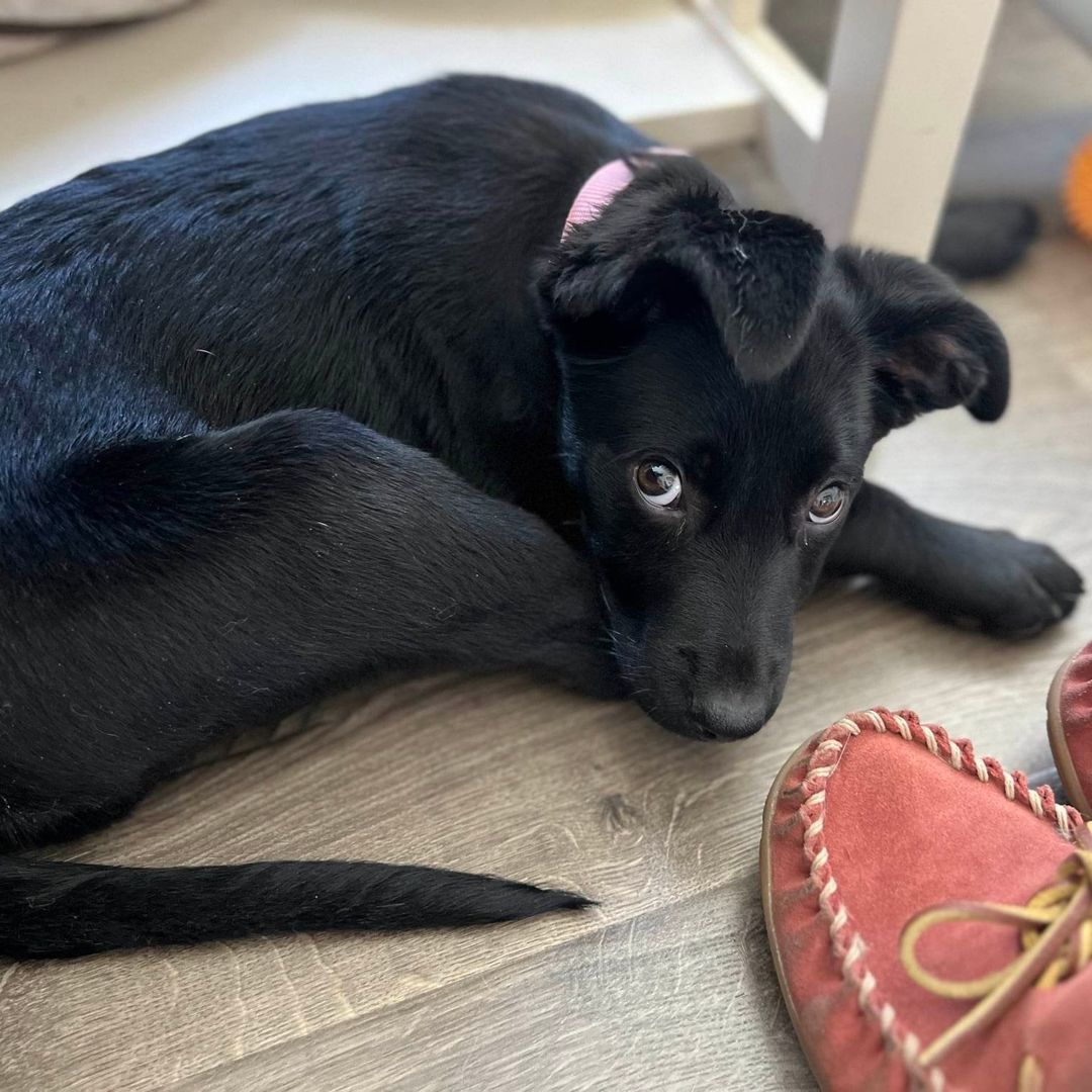 How can you say 'no' to this little nugget?! Calista is ready for her new home.   To learn more about her and apply:  newenglandlabrescue.com