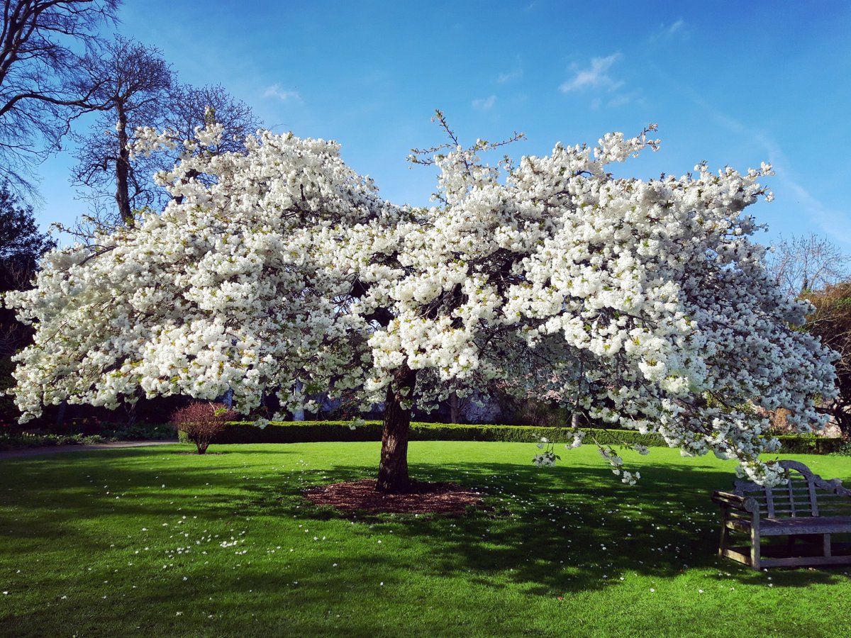 Maria_OHanlon's tweet photo. Prunus Mount Fuji, Farmleigh Estate. https://t.co/kuYgCGEGW3