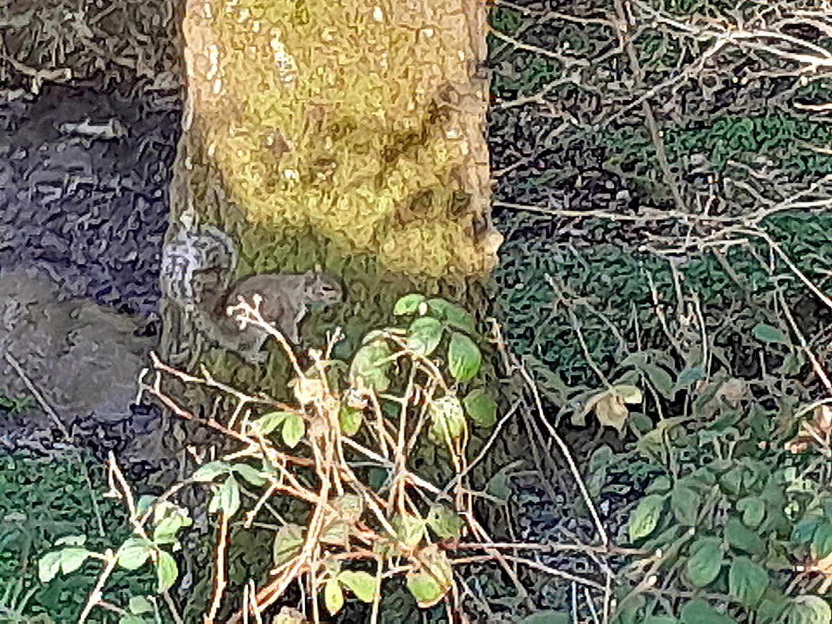 FfionClwyd's tweet photo. Spot the #wiwer ๐ฟ she froze, and I ๐ธ
Nant Maes Mared yn #Tywysog #NorthWales ๐ด๓ ง๓ ข๓ ท๓ ฌ๓ ณ๓ ฟ llond bob man o fywyd gwyllt ar y funud โค #Gwanwyn https://t.co/lL5scHyteH