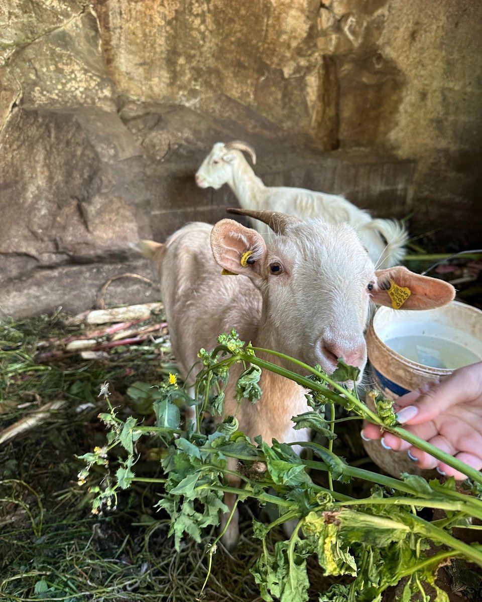 É hora do petiscos 🍃🌿 para a nossa cabra 🐐

 #placestostay #placestostayinportugal #travellife #trending2023 #madeirabest #explore #island #nature #natureza #homeawayfromhome #lovinglife #relaxing #quintadasaraiva #creatememories #hotel #ruralhotel #farmanimal #goats