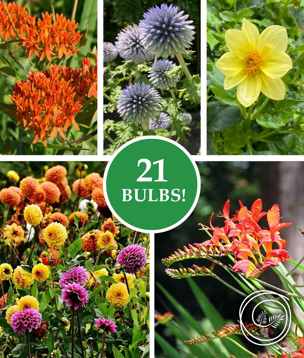 Spring has sprung and you still have time!  One more week to get a stunning garden that draws in butterfly's and hummingbirds and helps MAGSR provide for our awesome GSD pups.  Check out our spring bulb fundraiser with Three Rivers.

#adoptdontshop #MAGSR #rescue