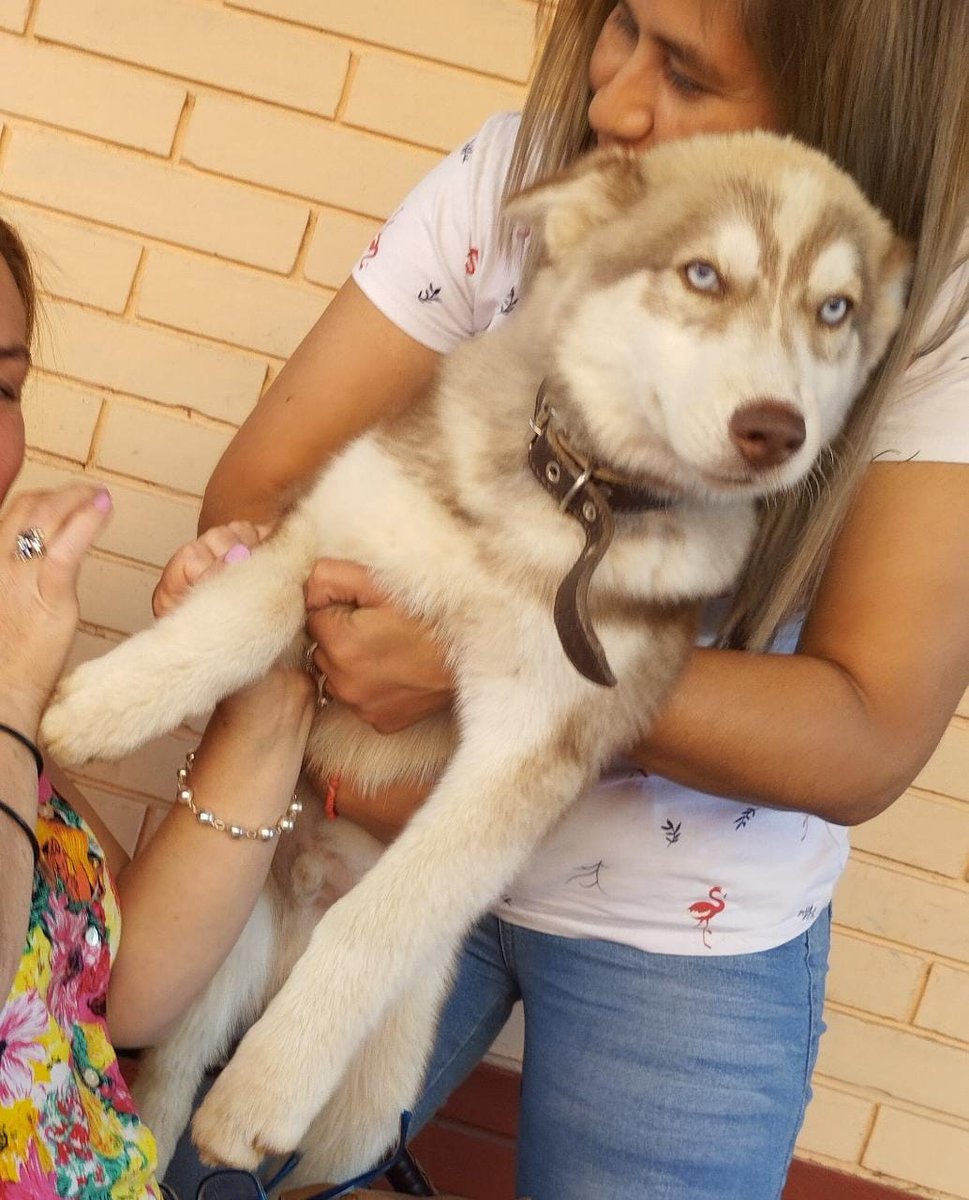 jesselicaceres's tweet photo. Seguimos buscando a Locote. Por favor si tienen alguna info, se agradece. Se perdió en el barrio Gloria María de Villa Elisa. Llevaba pechera roja. Ya no sabemos dónde buscar 😭 ofrecemos recompensa. Hay una familia que lo espera ansiosa 😭
Se agradece difusión https://t.co/S0KveA17RQ