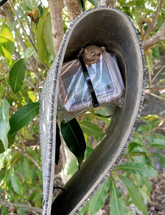 Join #FrogFind to celebrate #CitSciMonth. Have a ♥️ for Heleoips or a love for Littlejohn's? Maybe you dream of Davies or might find Mixophyes. Take The Great Frog Find quiz to help us understand where our threatened frogs live, right from the comfort of your own home!