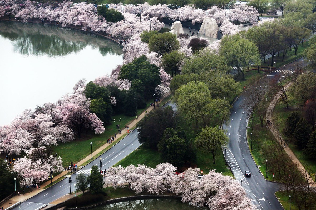 #Washington, #DC #CherryBlooms Draw Crowds—and #Climate Questions
bit.ly/3U8fcMn 
#TravelTuesday
#sustainablenews
#atravelcompanion