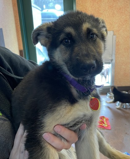 MORE PUPPIES available at <a href="/thenoahcenter/">The NOAH Center</a>! This gorgeous bunch of shepherd mixes with WA mountain names is fresh out of our Mom's Last Litter program, and each is eager to find love. Come by and see them all! thenoahcenter.org/dogs  #momslastlitter #spayneuter #thenoahcenter