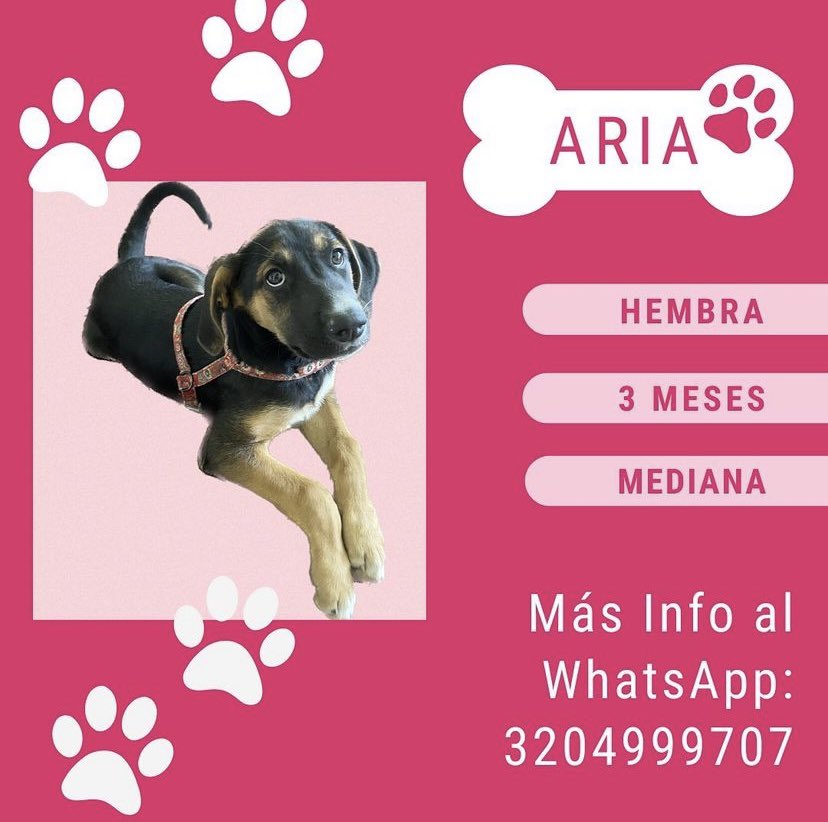 Triiiich's tweet photo. No he podido encontrarle hogar a estas niñas. Me ayudan con su RT de popularidad porfis  🥺 @laurarubiogu @maffenovoa https://t.co/rU8SEXY0Hz