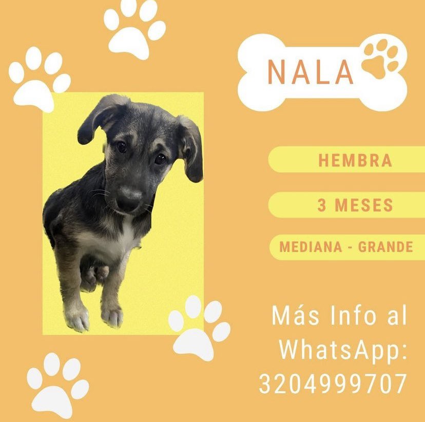 Triiiich's tweet photo. No he podido encontrarle hogar a estas niñas. Me ayudan con su RT de popularidad porfis  🥺 @laurarubiogu @maffenovoa https://t.co/rU8SEXY0Hz