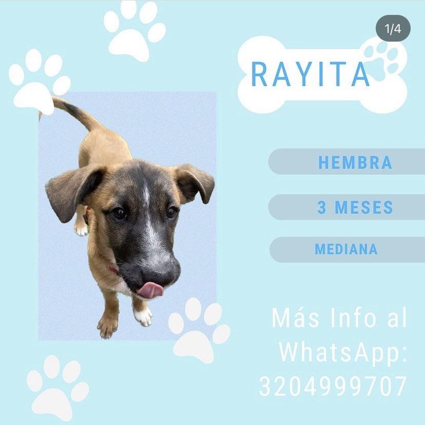 Triiiich's tweet photo. No he podido encontrarle hogar a estas niñas. Me ayudan con su RT de popularidad porfis  🥺 @laurarubiogu @maffenovoa https://t.co/rU8SEXY0Hz