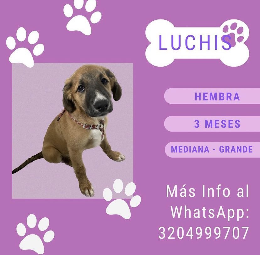 Triiiich's tweet photo. No he podido encontrarle hogar a estas niñas. Me ayudan con su RT de popularidad porfis  🥺 @laurarubiogu @maffenovoa https://t.co/rU8SEXY0Hz