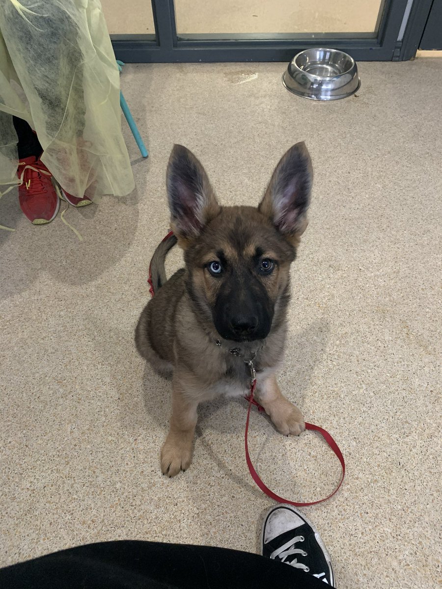 misterjeremy13's tweet photo. Here is Belle at 8 weeks! How could you not love such an adorable face! #8weeksold #loveatfirstsight #wearemeanttobetogether #gsd #gsddog #GermanShepherd #belgianmalinois #mymali #bellemademeabetterman #iloveyou https://t.co/CLI5DSkhem