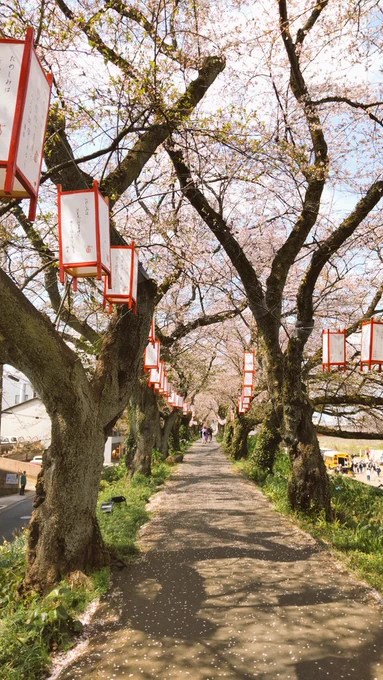 できることなら終わらない春と散らない桜のが咲くこの道を二人には歩き続けてほしかった…… 