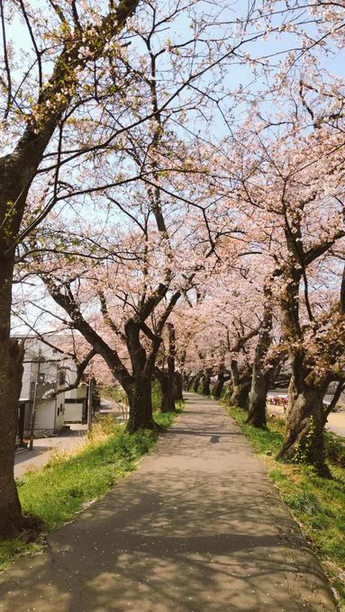 できることなら終わらない春と散らない桜のが咲くこの道を二人には歩き続けてほしかった…… 