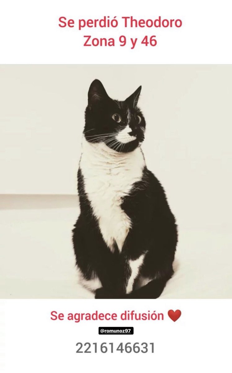 polmccarne's tweet photo. amiguis de la plata, se perdió theodoro el michi de una amiga🥺 cualquier cosa me avisan si lo ven?? agradezco la difusión también https://t.co/HakHNK8ain