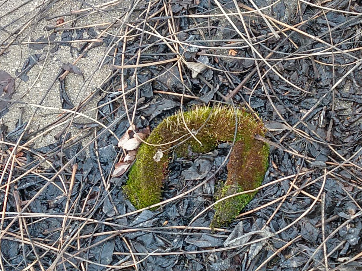 miya_kressin's tweet photo. Could be a baby moss dragon, could be random twigs and mud from the yard that have a mossy coating.
I vote dragon.
When in doubt, always choose dragon.
#TeamWhimsy https://t.co/IxRmfsKd6k