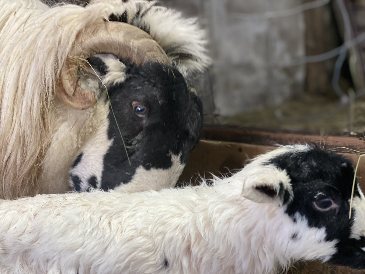 Ruby has triplets ❤️❤️❤️… into the big barn for the night 🙏… #sheep #lamb #love #lambingtime #countrylife #newlife