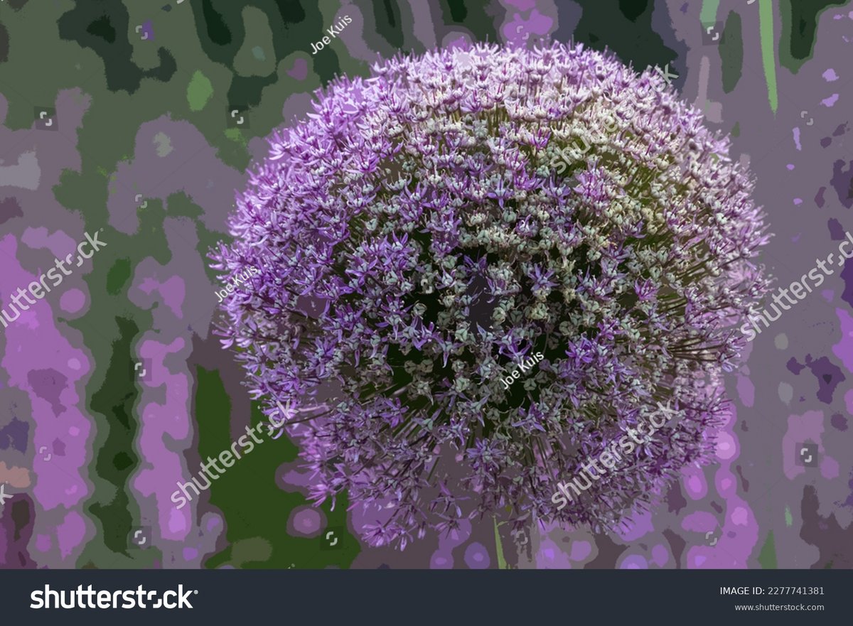 Aperture105's tweet photo. Illustrative closeup of the purple round shaped flower of the flowering bulb Allium Globemaster. https://t.co/gj5ZG1trd9 #illustration #illustrationflower #alliumglobemaster #garden #purpleflower #gardening #floweringbulb #springflowers #sphere #roundshape https://t.co/zHDYUlV4fx
