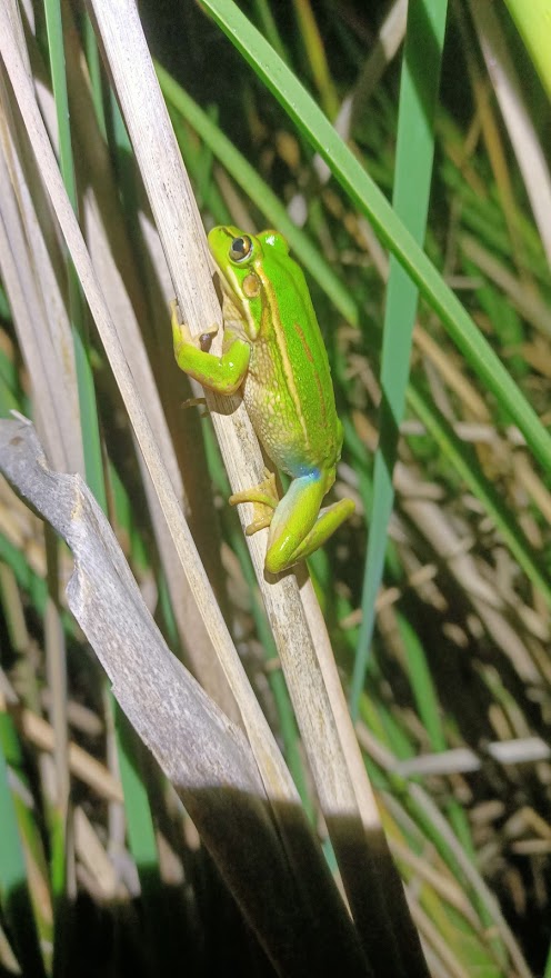 Conservation Science Research Group tweet media
