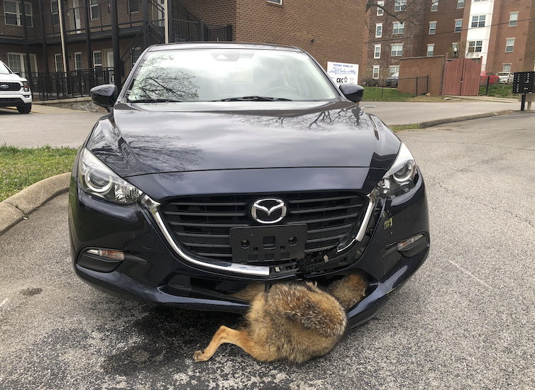 joeimel's tweet photo. Someone rolling around town with a dead coyote in their grill. Pulled in and parked in the 1300 block of Adams St. today. https://t.co/PcqQkHBrpm