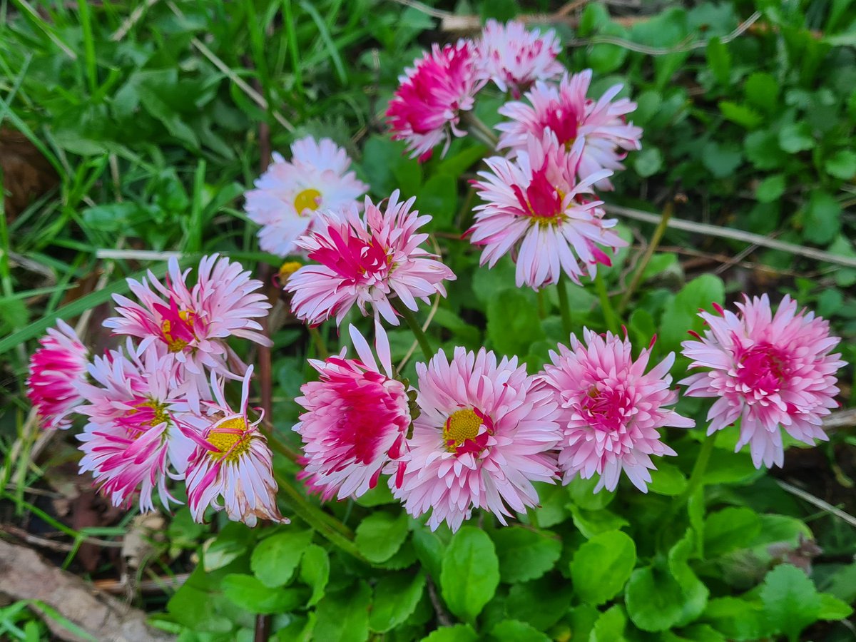 Pretty daisy in the nectar border #aprilinthegarden #Gardenshour #alwayslate