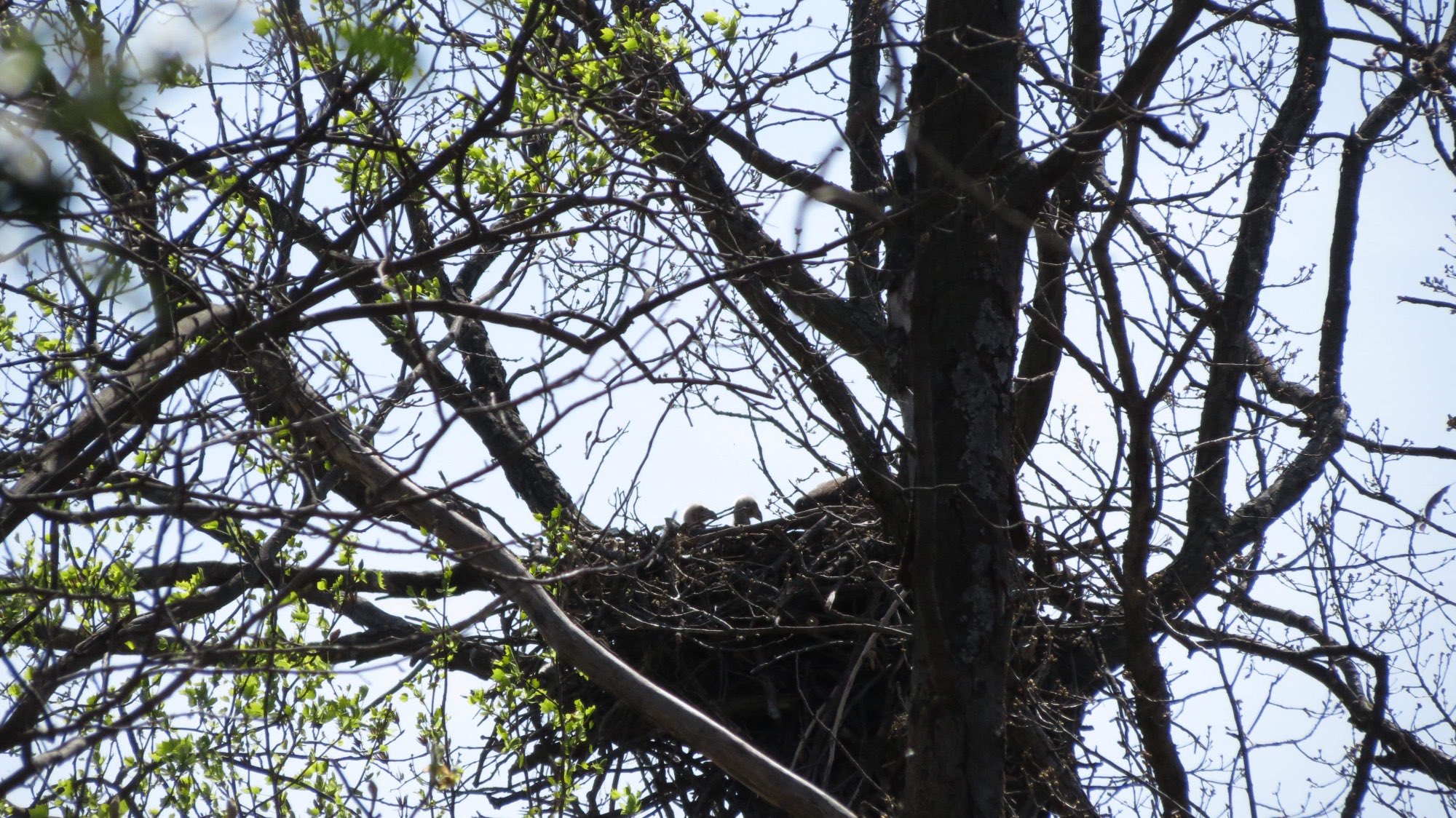 Pine Top on Twitter "naeaglecam Where is the eagle cam this season