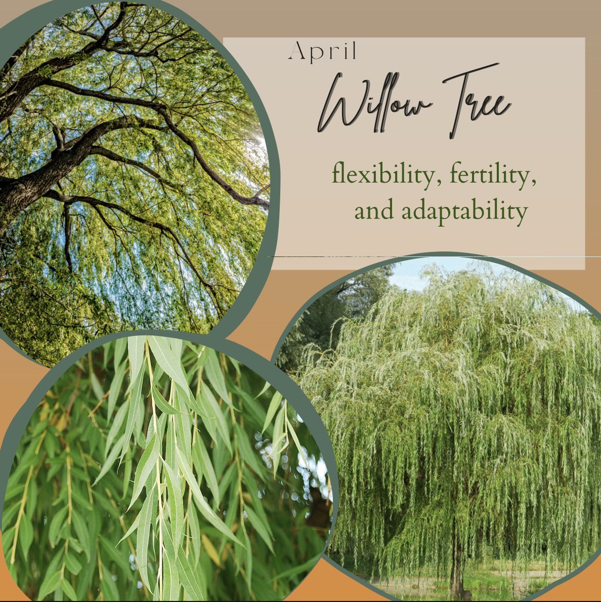 Happy Birthdays to the April Blooms! 🌼🥹 #birthmonth #April #daisy #willow #gardener