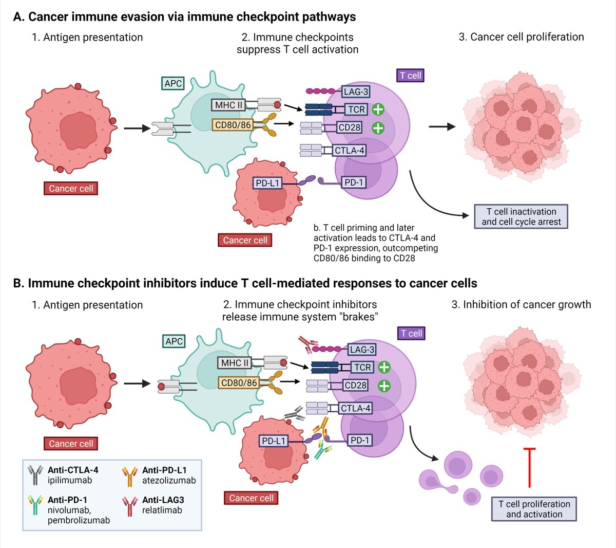 Figure by <a href="/lylybellz/">lylybell</a> <a href="/drycm2d/">Yen-Chou (YC) Chen</a> for a manuscript illustrating novel immune checkpoints (eg, Lag3). At <a href="/UCSFCardiology/">UCSF Cardiology</a> #CardioOnc/Immunology Section we are studying the CV functions of these molecules. Always looking for new talent! Let me know if you want 2 learn more!