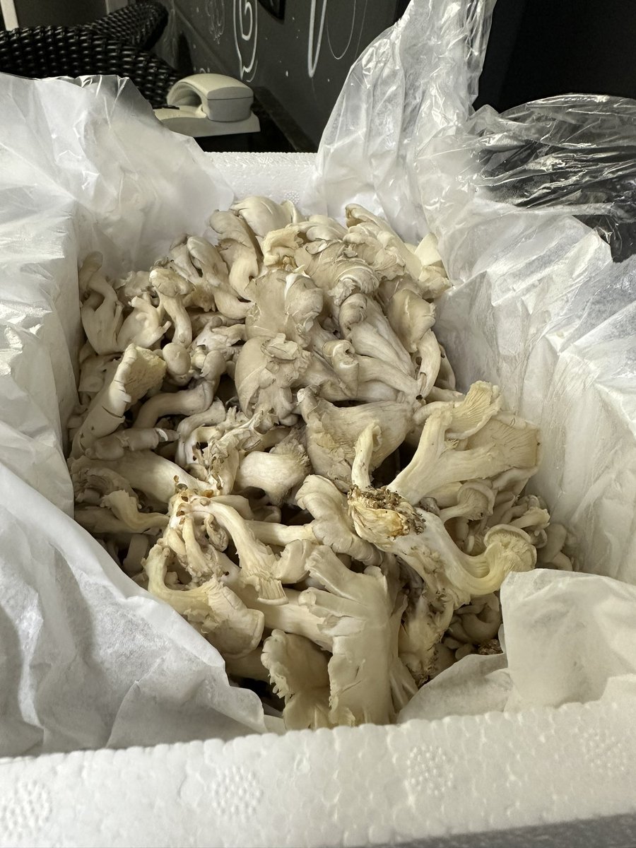 Chef Dan Galhardo tweet media