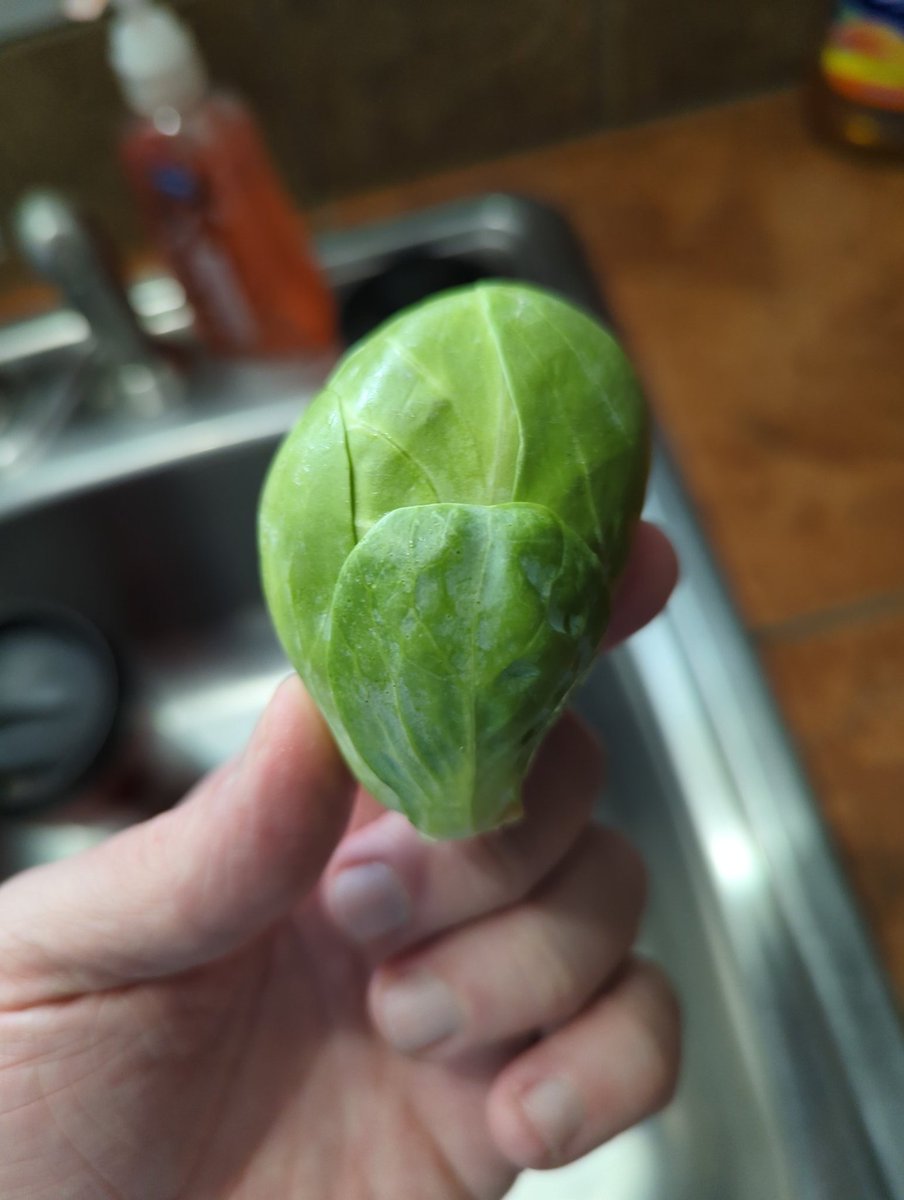 natesumMRSA's tweet photo. Erm, thanks for the brussel sprout (singular), @kroger! Next time I do pickup I guess I'll have to check quantities before going home. 🤦🏼

At least prep time for roasting this will be quick... https://t.co/deLEXGYhof