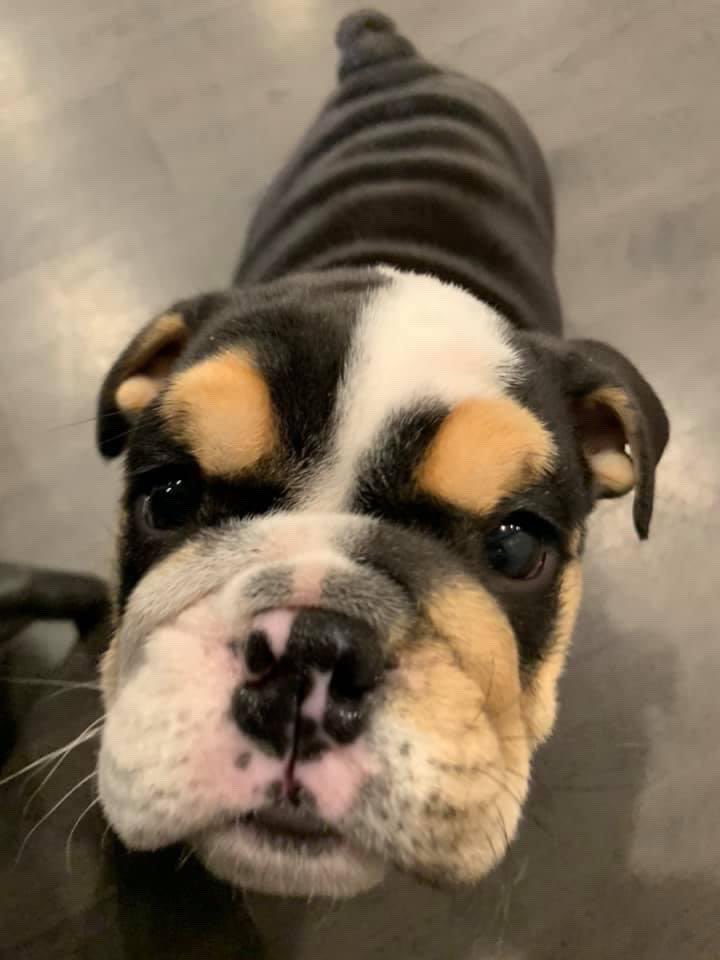 This is Scooter. He just walked in and untied your shoes. Wants to know what you're going to do about it. 12/10