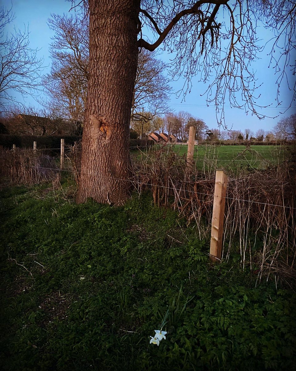 Stanleyclimate's tweet image. Can anyone tell me what this is on a tree? #treegrowth #treegrowths #unknown #treeproblems #treeimages #help #treehelp #savetree #savetrees #savetrees🌴