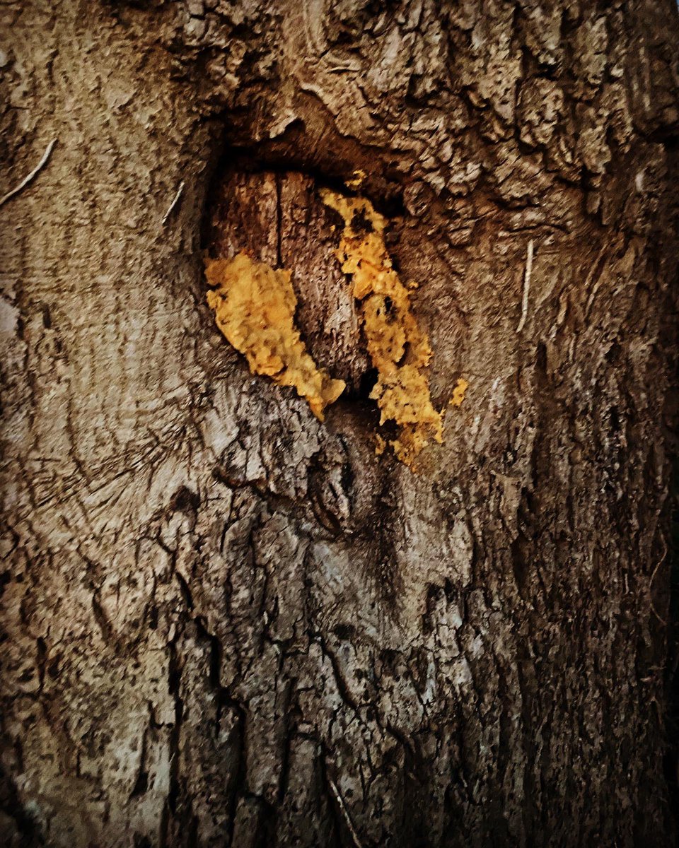 Stanleyclimate's tweet image. Can anyone tell me what this is on a tree? #treegrowth #treegrowths #unknown #treeproblems #treeimages #help #treehelp #savetree #savetrees #savetrees🌴