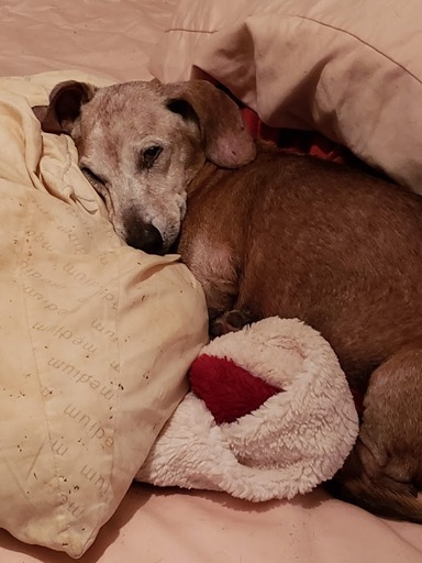 My four-legged friend and I are the newest members of the #FurBuddies Community! 🐶 🐱They'll sample free pet products while I share my reviews. So excited! 😻 Join me to connect with other pet parents, sample #FreePetProducts, and more. #ad furbuddies.socialmedialink.com