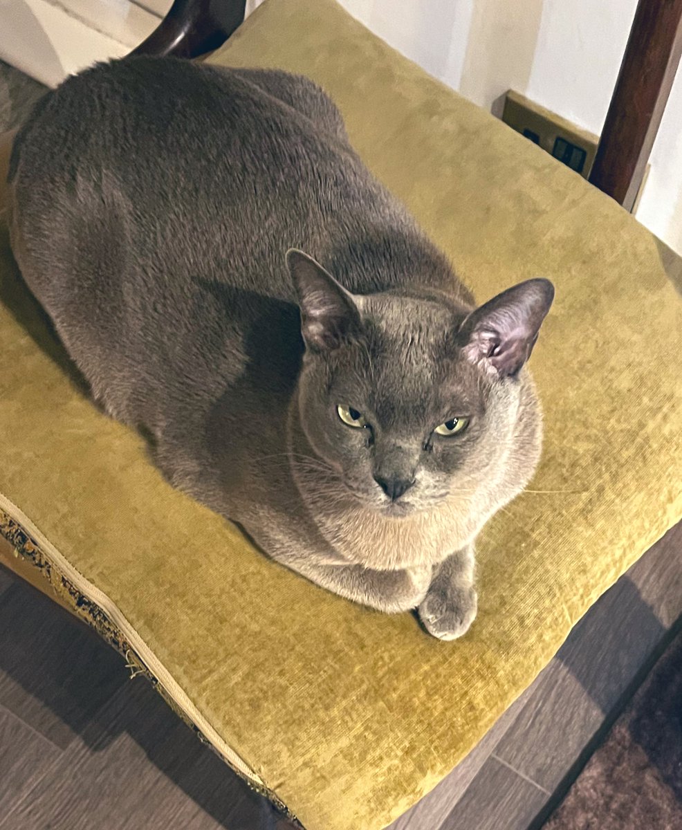 LaurantoniautiC's tweet image. ~ Dreamy look from a dreamy boy ~
💕🐈‍⬛💕🥰💕 

~                    ~                    ~                    ~

#myboy #furbaby #mischiefmaker 
#burmesecat #blueburmesecat #littlerascal #dreamy #dreamyeyes #cutie #kittylove #ビルマ猫