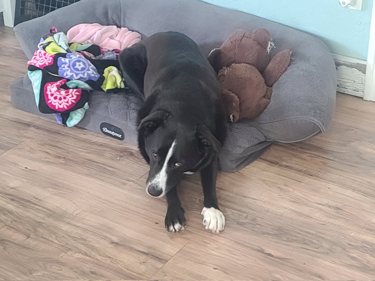 Rigel's disgusted face when I get home from work and have to keep working rather than pay attention to him 😒