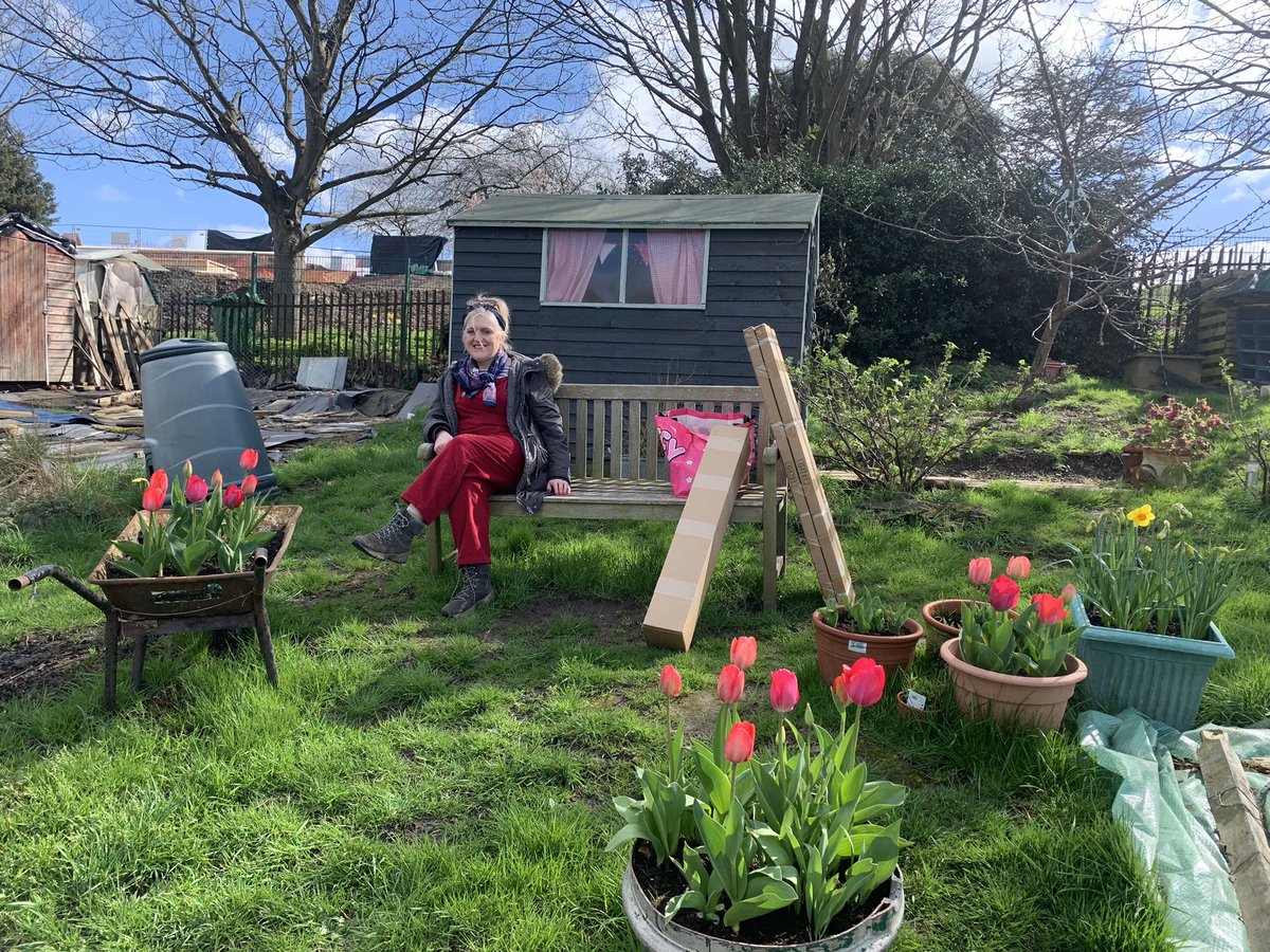 plotmassive's tweet image. My £5 box of @Morrisons #tulips are looking mighty fine on my #allotment @GardensHour