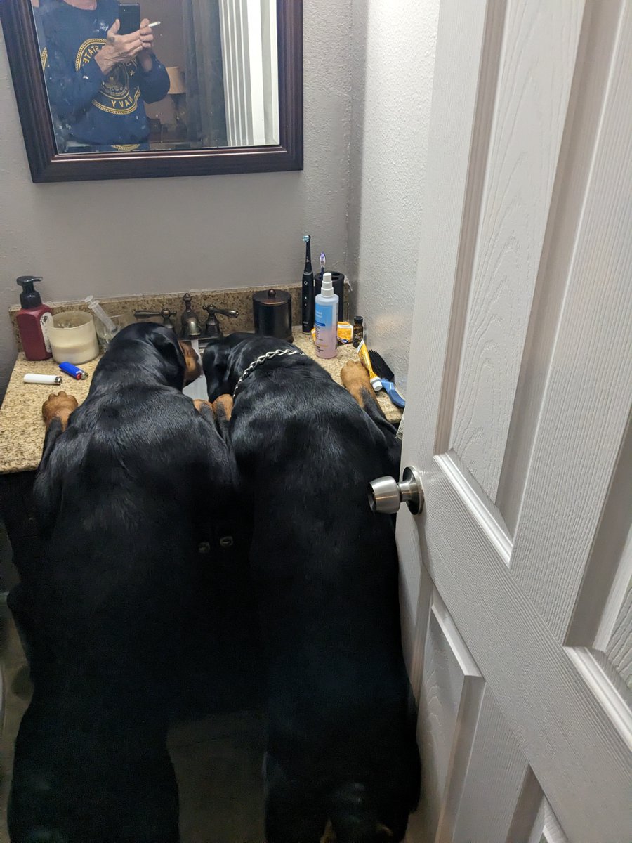 Does anyone know how to teach dogs to shut off the faucet?  🤣🤣🤣