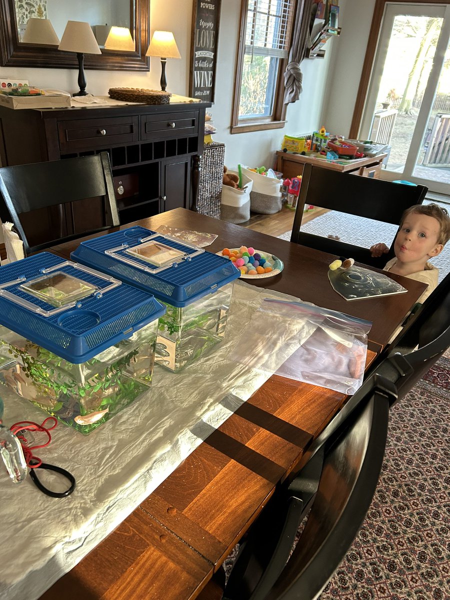 Mandy_K_Powers's tweet photo. Prepping outreach activities for preschoolers tomorrow. #cavefish are the perfect system for learning about the 5 senses and how animals use them in different environments #STEMeducation https://t.co/HIqPMx8Y1E