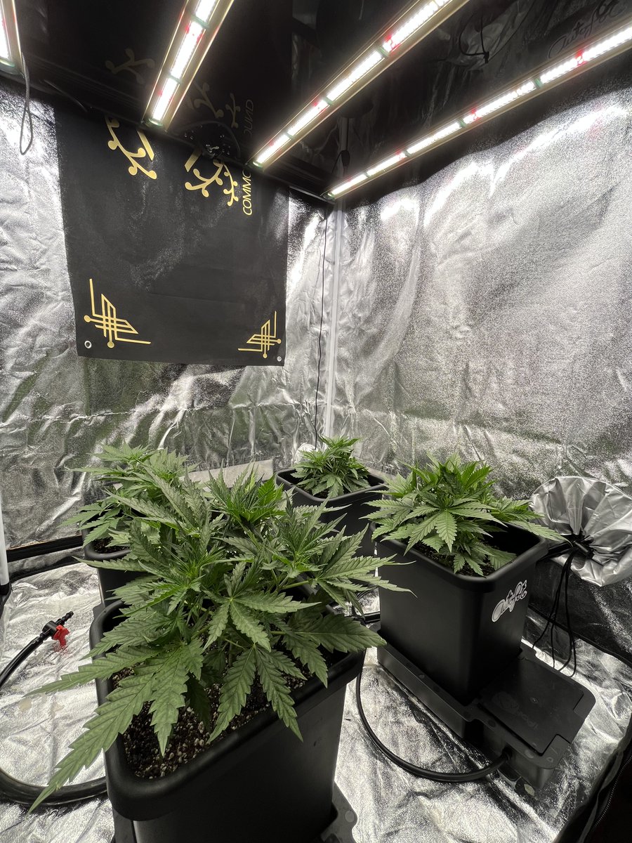 PushnPhosphorus's tweet photo. Day 21.

Lights: @GrowersChoice_ #ROIE420   

Pots: 3.9G @autopotusa
(pushnautopots) = 10% off    Medium:

@coastofmaineorg + 10% perlite added.

@walipini
(Pushnp) = 25% off

@Speedrunseeds

#growerschoicelighting #Autopots #Autopot #GrowersChoiceLEDs #ROIE #Cannabis #Marijuana #CannabisGrowers #Commonground #Mmemberville