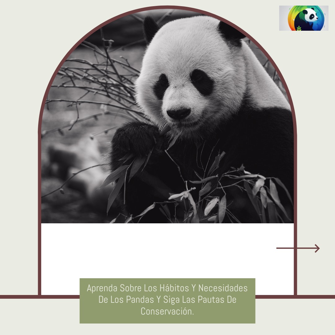 PANDA ZEN (@Panda_ZEN_00) / Posts / X