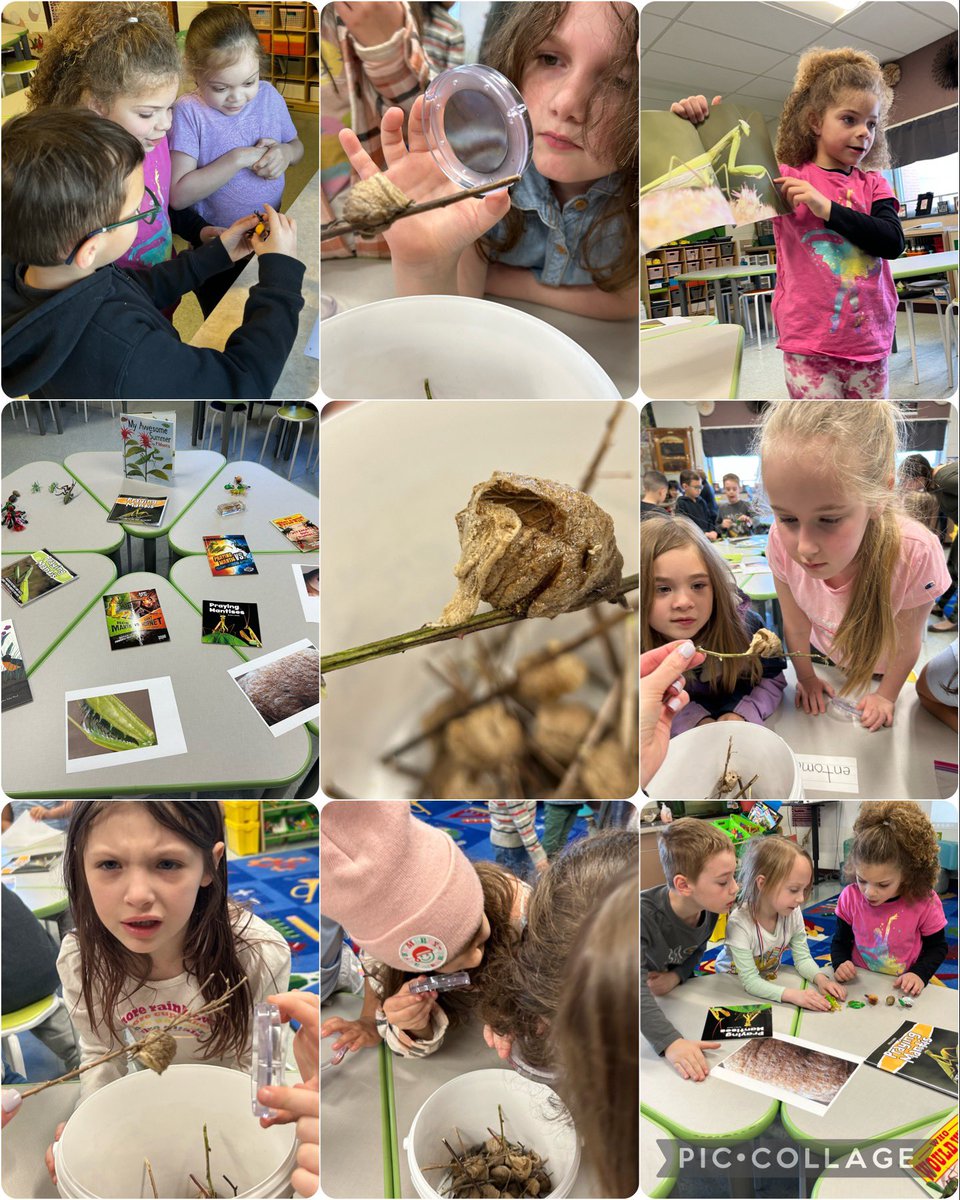 Today we became entomologists - we investigated a mystery object and had some amazing predictions!🔎🌏 @MissSweigert your little scientists made such great connections! @JanemarieMckay thank you for letting us borrow your critters!
@AlbrightTExpL #TExpL