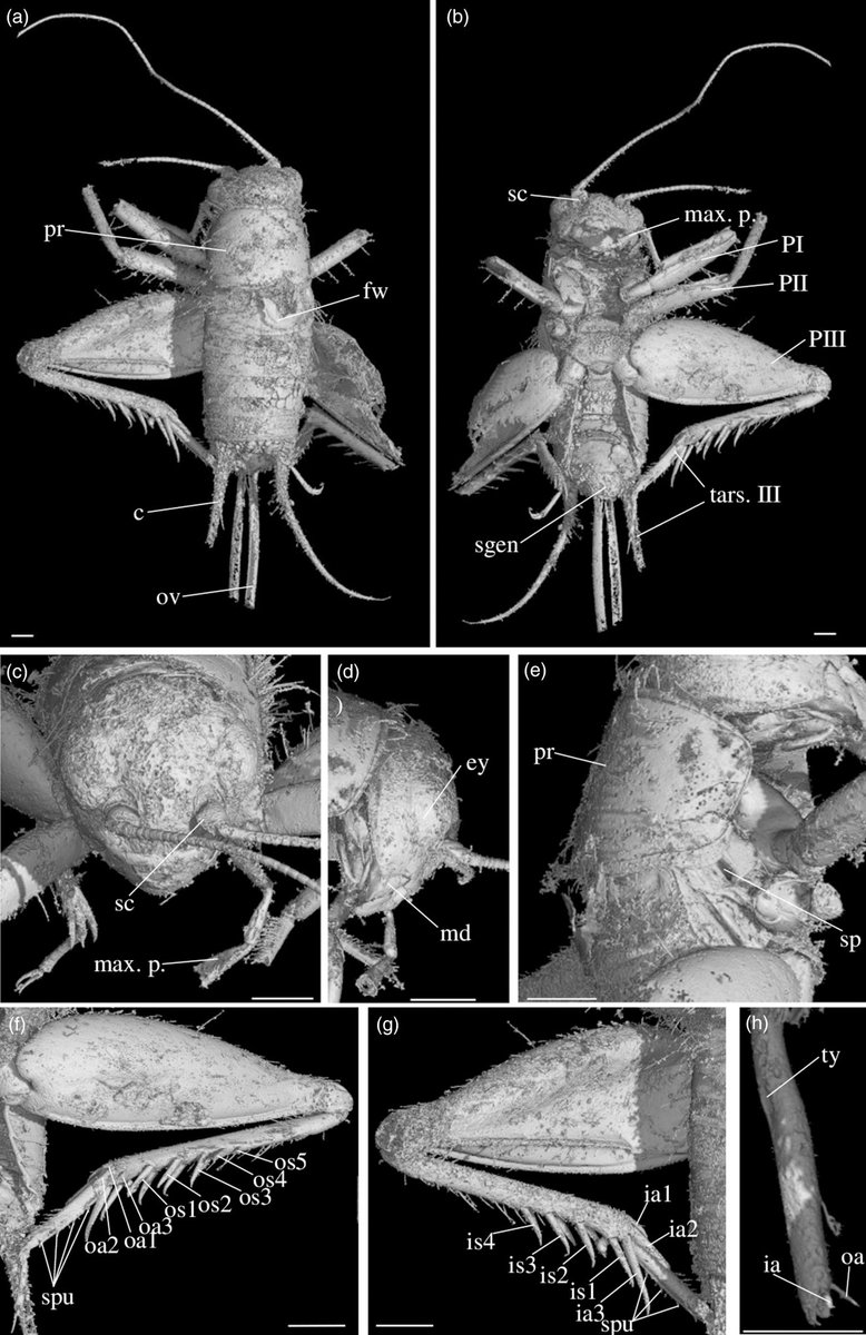 TwitiGalli's tweet photo. Novos grilos cretácicos das subfamílias #Nemobiinae e #Podoscirtinae (#Orthoptera, #Grylloidea: #Trigonidiidae, #Oecanthidae) atestam a antiguidade desses clados https://t.co/ujM7QozbnR
#Paleontologypaper
#Palaeonemobius
#Picogryllus https://t.co/3KlIi9NpWv