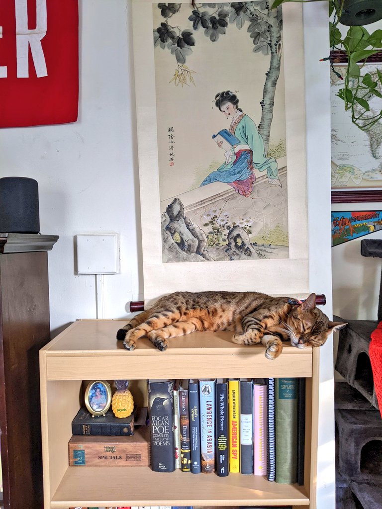 Happy #GotchaDay, Sarabi 🐈🎂

I know how you'll be celebrating today ... 📚💤☀️