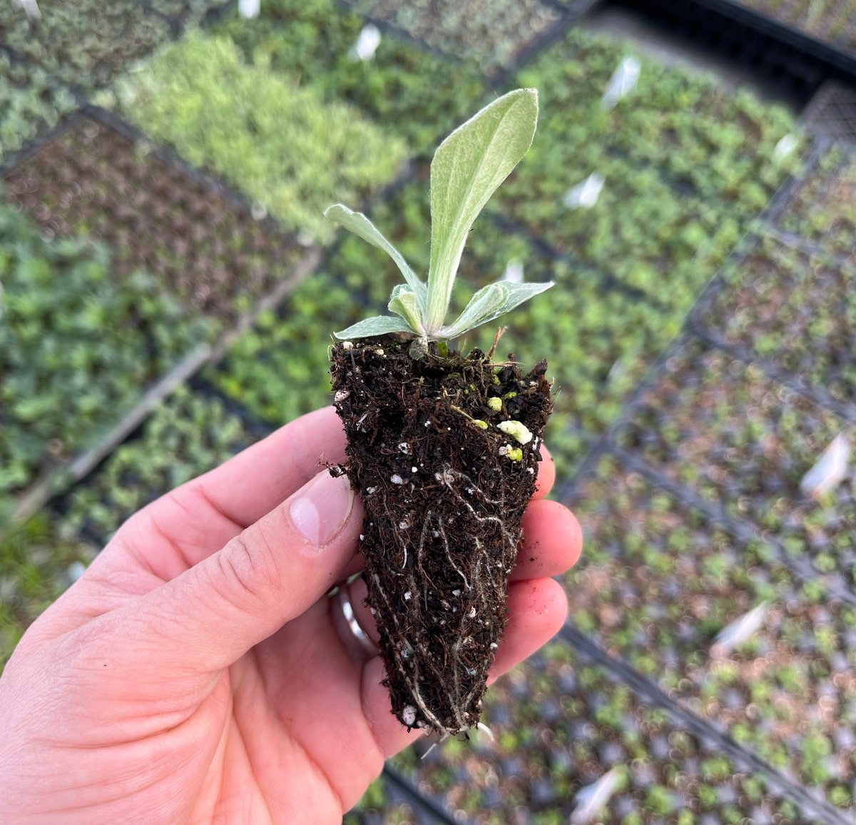 Dustin Demmer tweet media