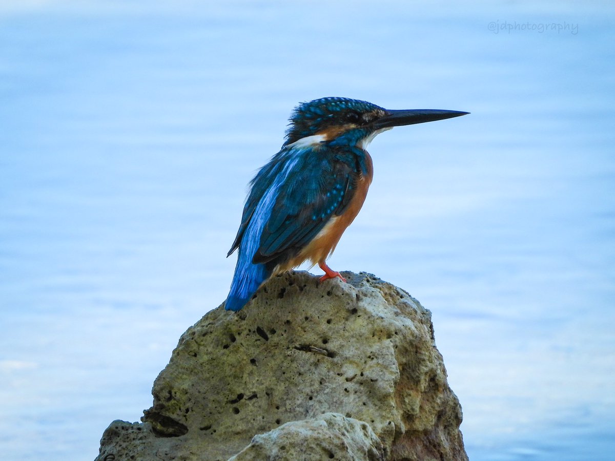PloningJ's tweet photo. COMMON KINGFISHER
Alcedo atthis
Teneguiban, El Nido, Philippines
March 24, 2023
Nikon P1000 #elnidobirds @ElNidoArtcafe #birdsofphilippines #birds #kingfisher https://t.co/LeFfJBCsjr