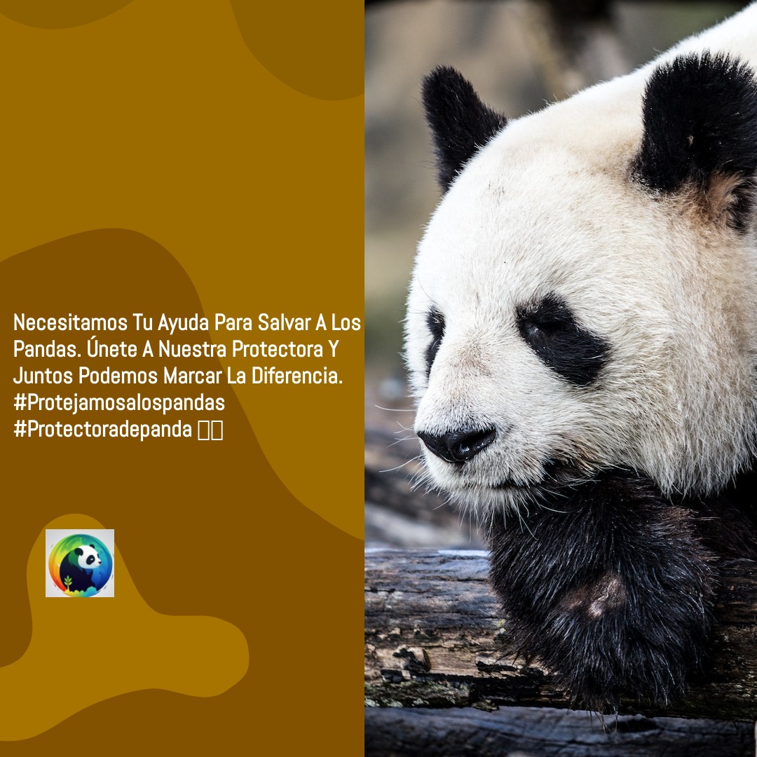 PANDA ZEN (@Panda_ZEN_00) / Posts / X